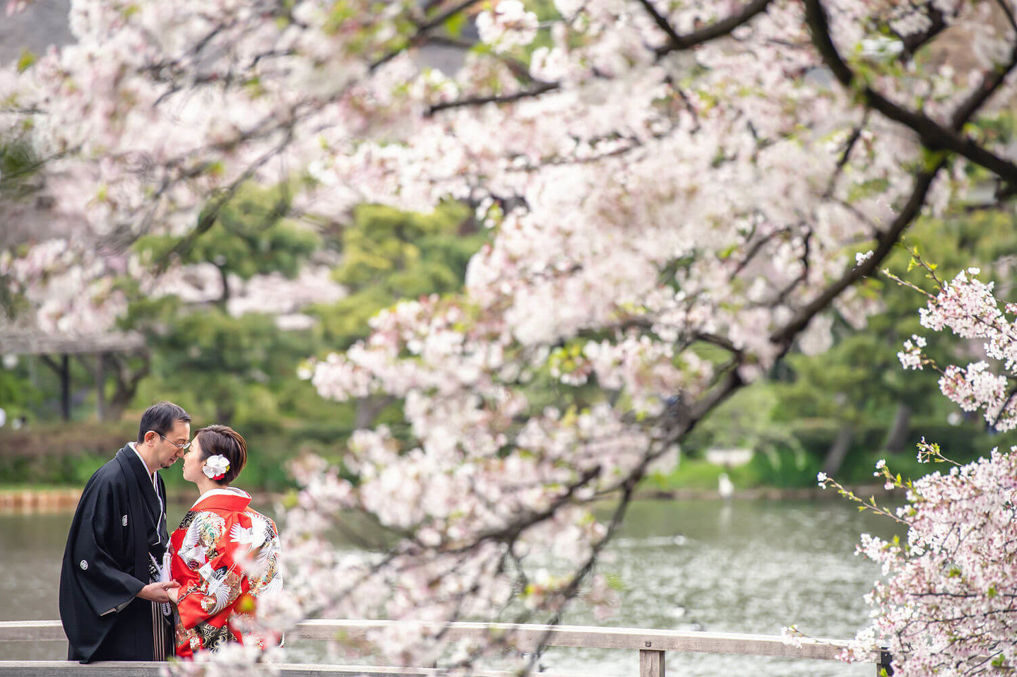 三渓園の桜の下で和装を着る新郎新婦